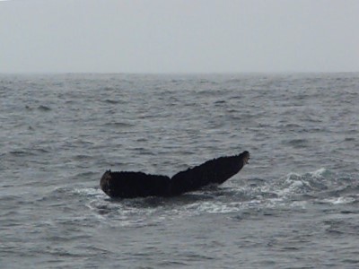 Humpback Whale fluke