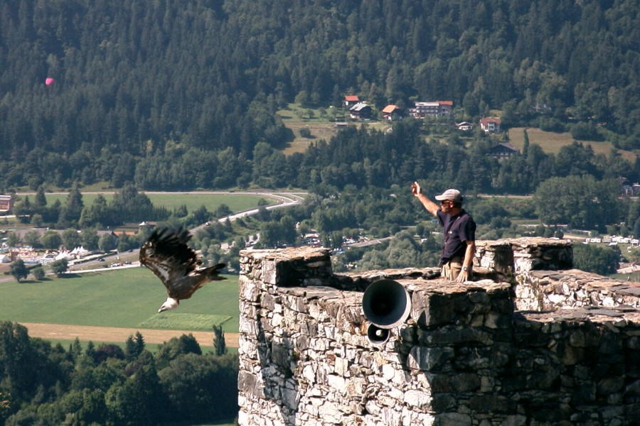 080 Burg Landskron Gnsegeier Walli