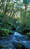 16. Rees-Dart Track: A Creek In The Bush