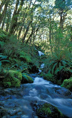 16. Rees-Dart Track: A Creek In The Bush