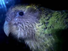 Kakapo "Sirocco"