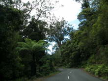 Kauri Coast