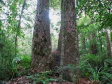 Trounson Kauri Park